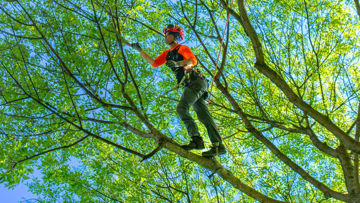 Tree Trimming project 1 in University Park