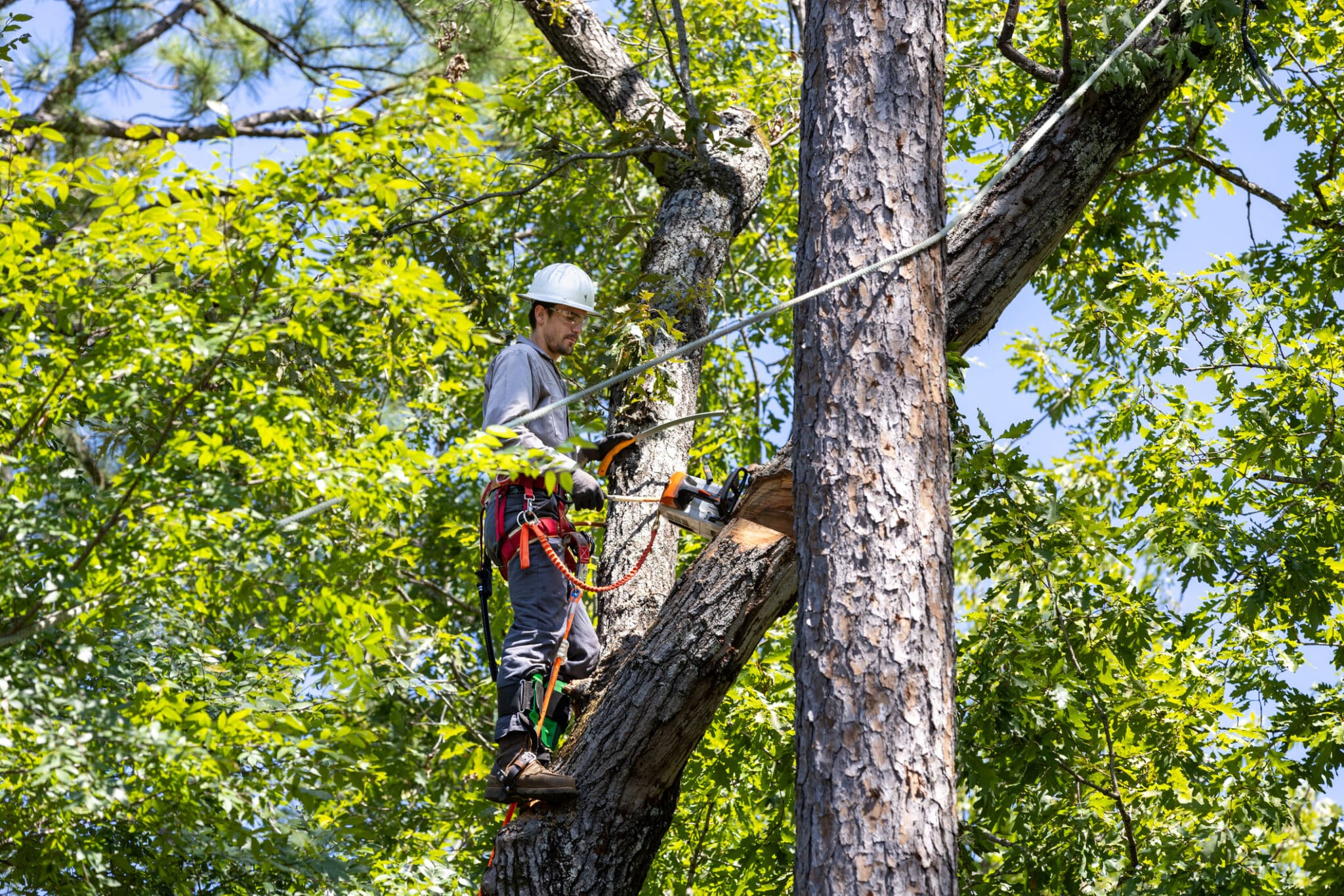 Tree Trimming project 2 in University Park